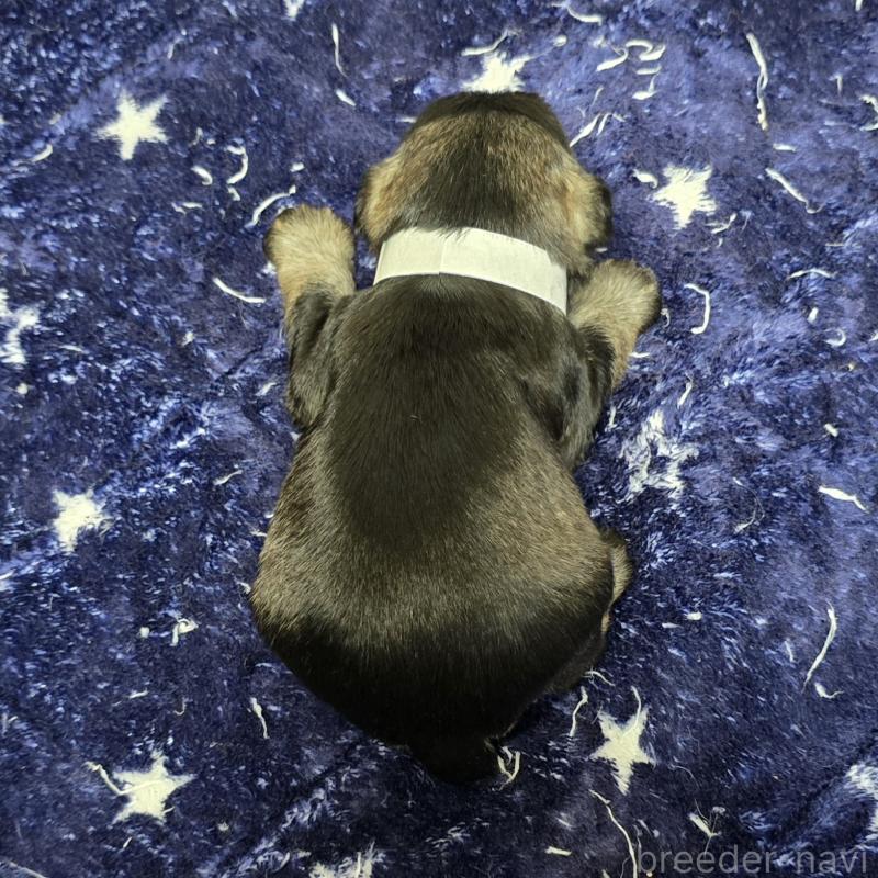 販売中の岡山県のミニチュアシュナウザー-427374の2枚目