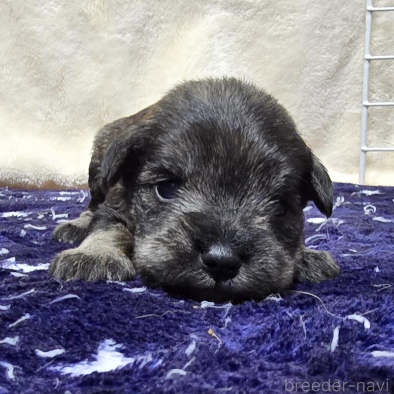 販売中の岡山県のミニチュアシュナウザー-427375