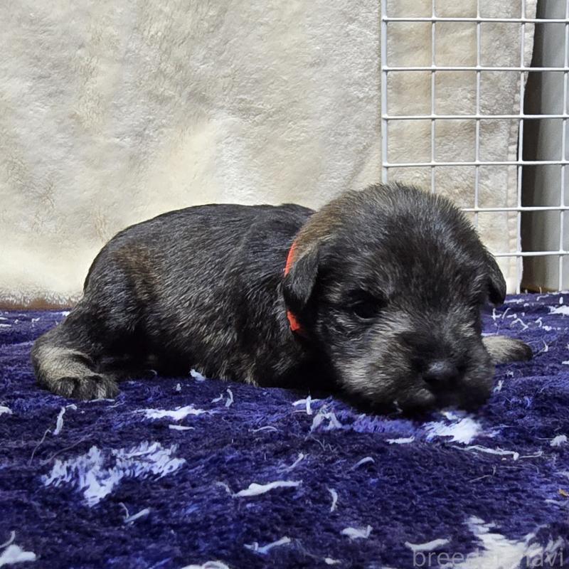 販売中の岡山県のミニチュアシュナウザー-427375の4枚目