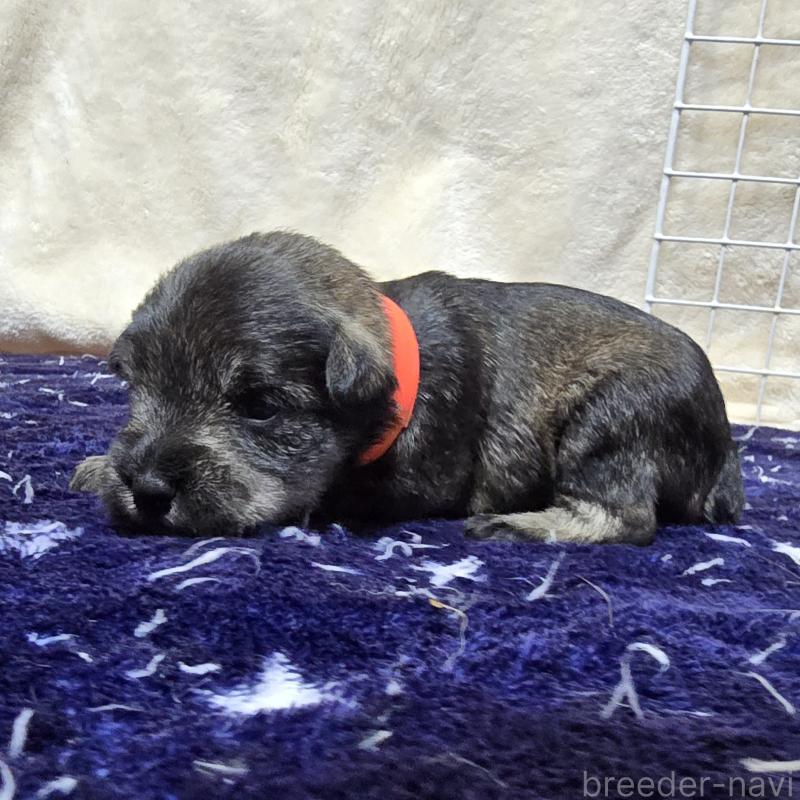 販売中の岡山県のミニチュアシュナウザー-427375の3枚目