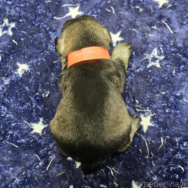 販売中の岡山県のミニチュアシュナウザー-427375の2枚目