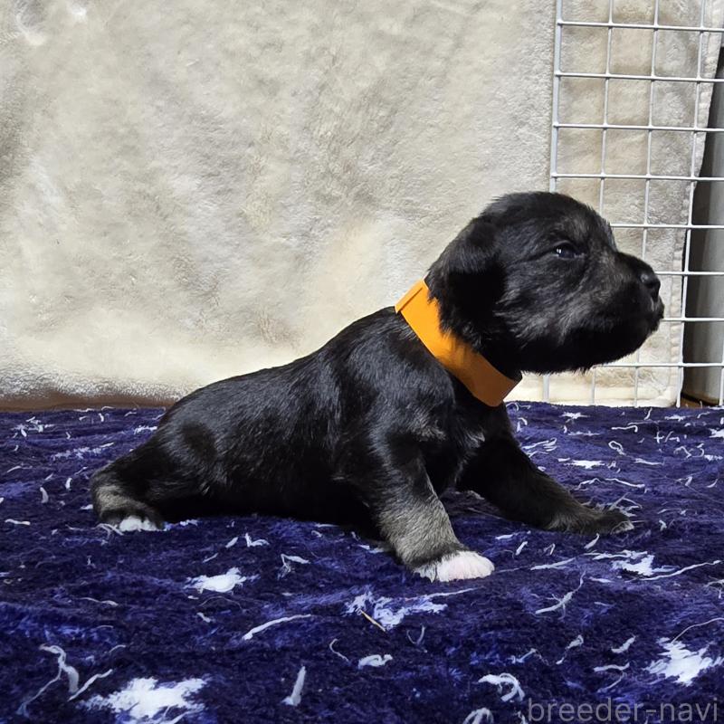 販売中の岡山県のミニチュアシュナウザー-427377の4枚目