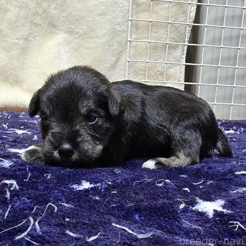 販売中の岡山県のミニチュアシュナウザー-427377の3枚目