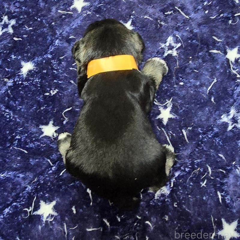 販売中の岡山県のミニチュアシュナウザー-427377の2枚目