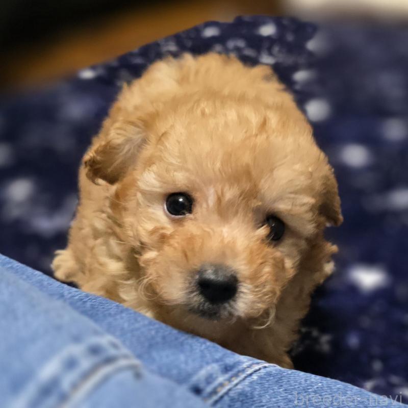 販売中の岡山県のトイプードル-422174