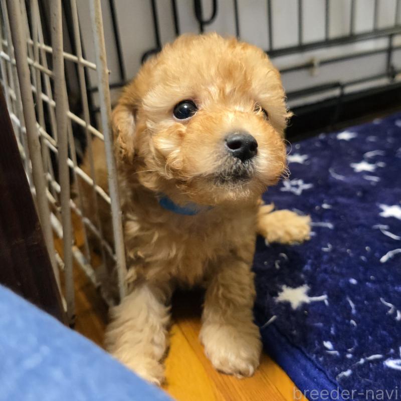 販売中の岡山県のトイプードル-422174の9枚目