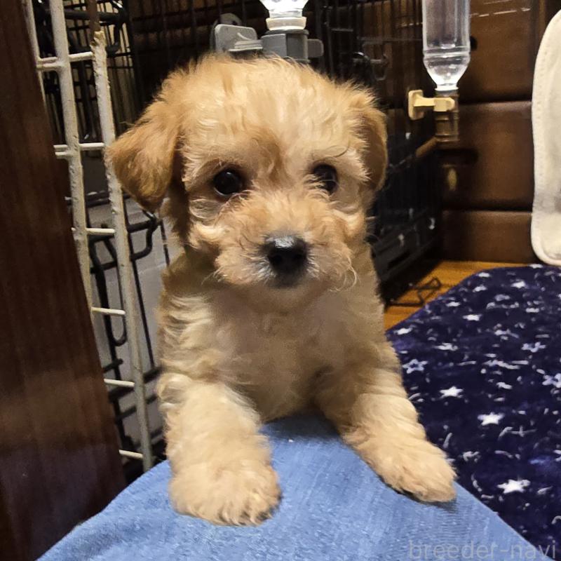 販売中の岡山県のトイプードル-422175