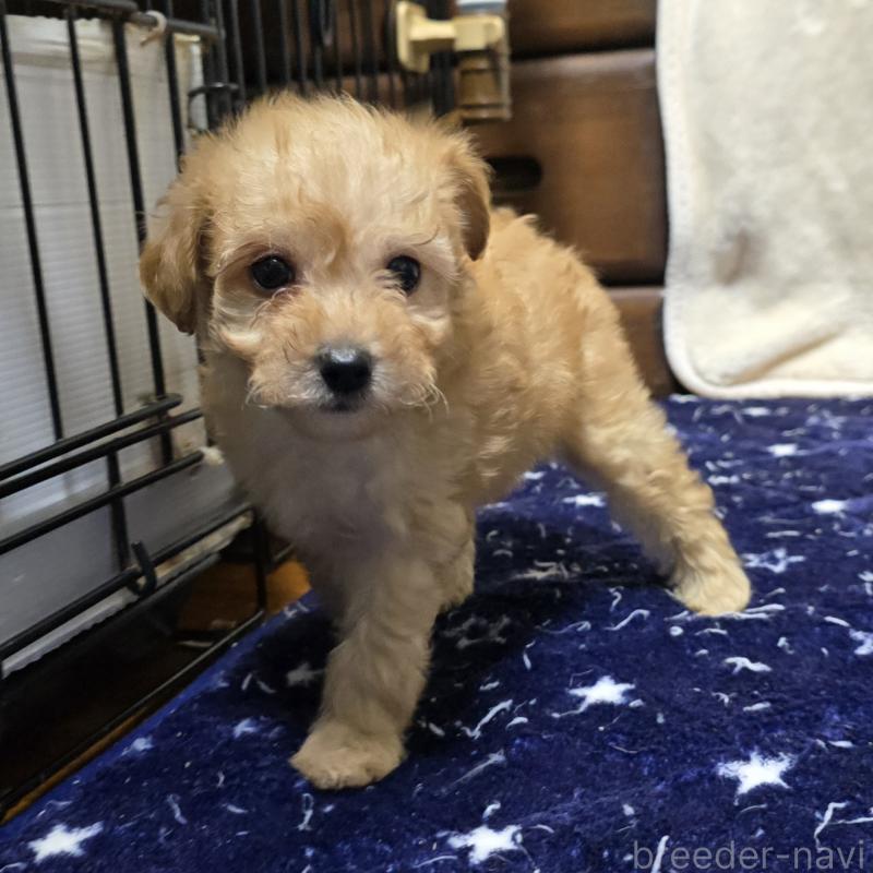 成約済の岡山県のトイプードル-422175の8枚目