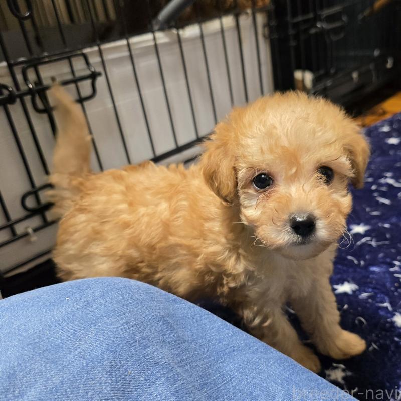 成約済の岡山県のトイプードル-422175の7枚目