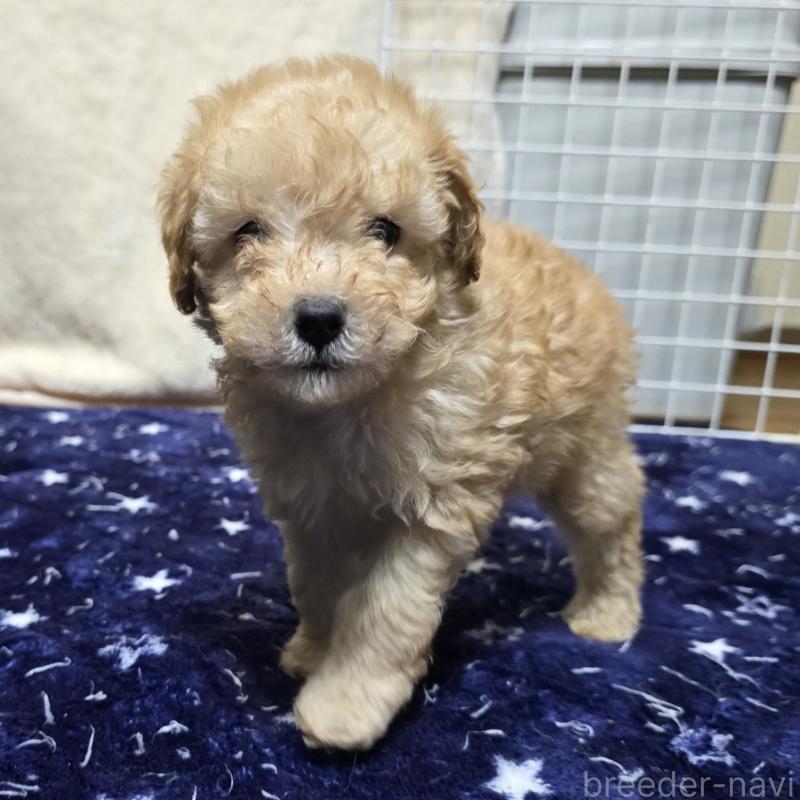 販売中の岡山県のトイプードル-422177の11枚目