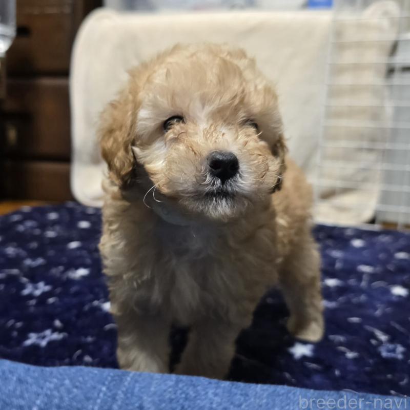 販売中の岡山県のトイプードル-422177の10枚目