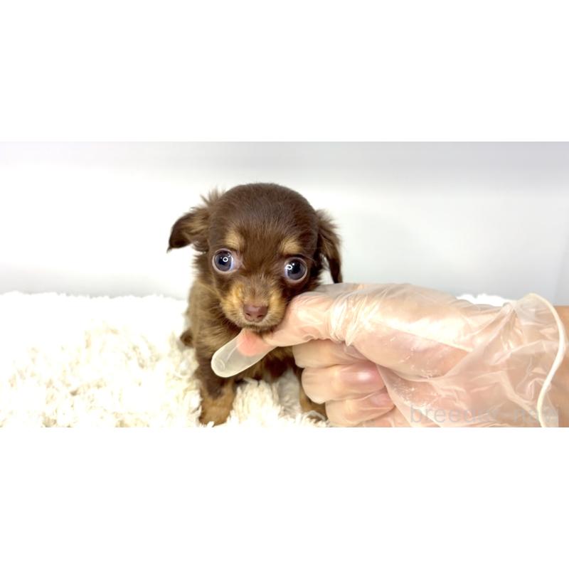 販売中の茨城県のチワックス:チワワ×ミニチュアダックスフンド-421352の2枚目