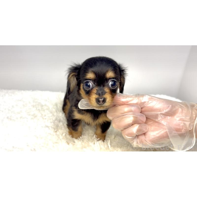 販売中の茨城県のチワックス:チワワ×ミニチュアダックスフンド-421351の2枚目