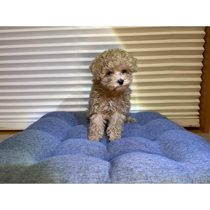 成約済の岡山県のタイニープードル-420287の2枚目