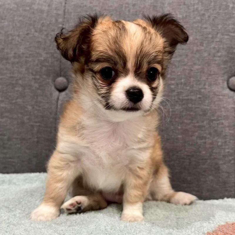 販売中の佐賀県のチワワ(ロングコート)-427181の1枚目