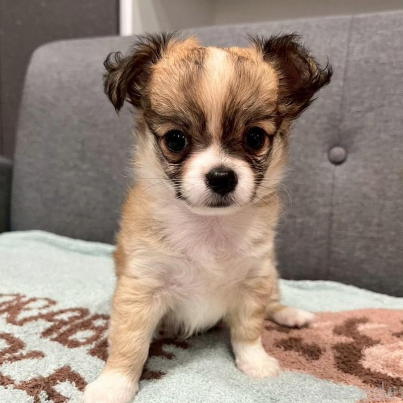 販売中の佐賀県のチワワ(ロングコート)-427181の6枚目