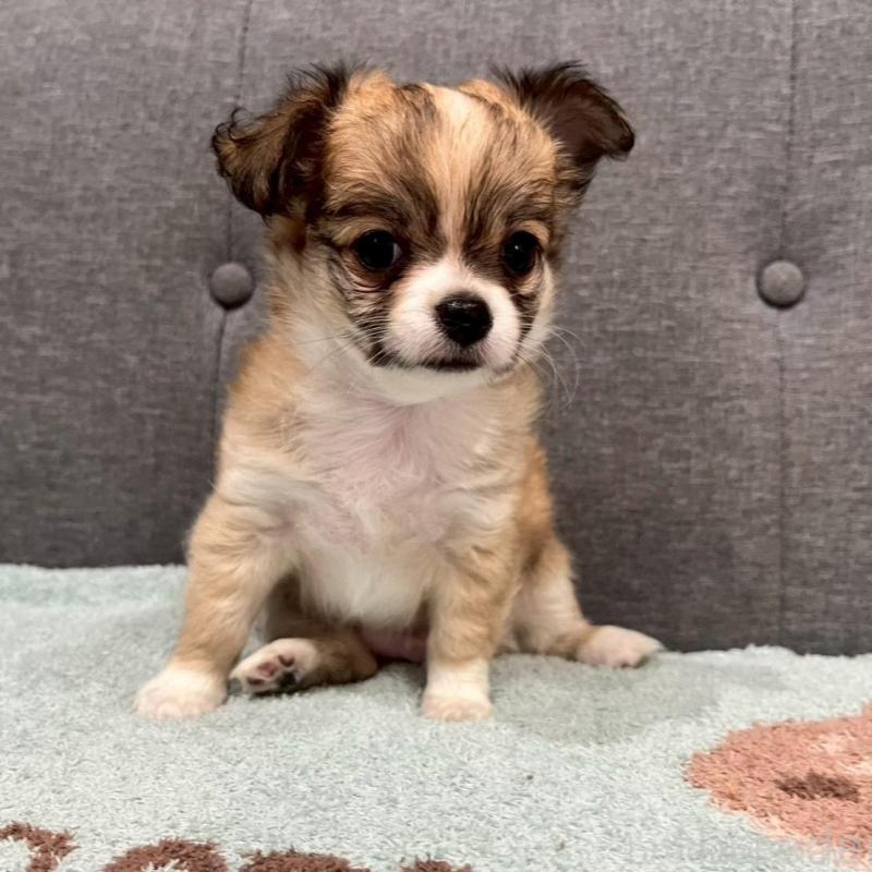 販売中の佐賀県のチワワ(ロングコート)-427181の5枚目