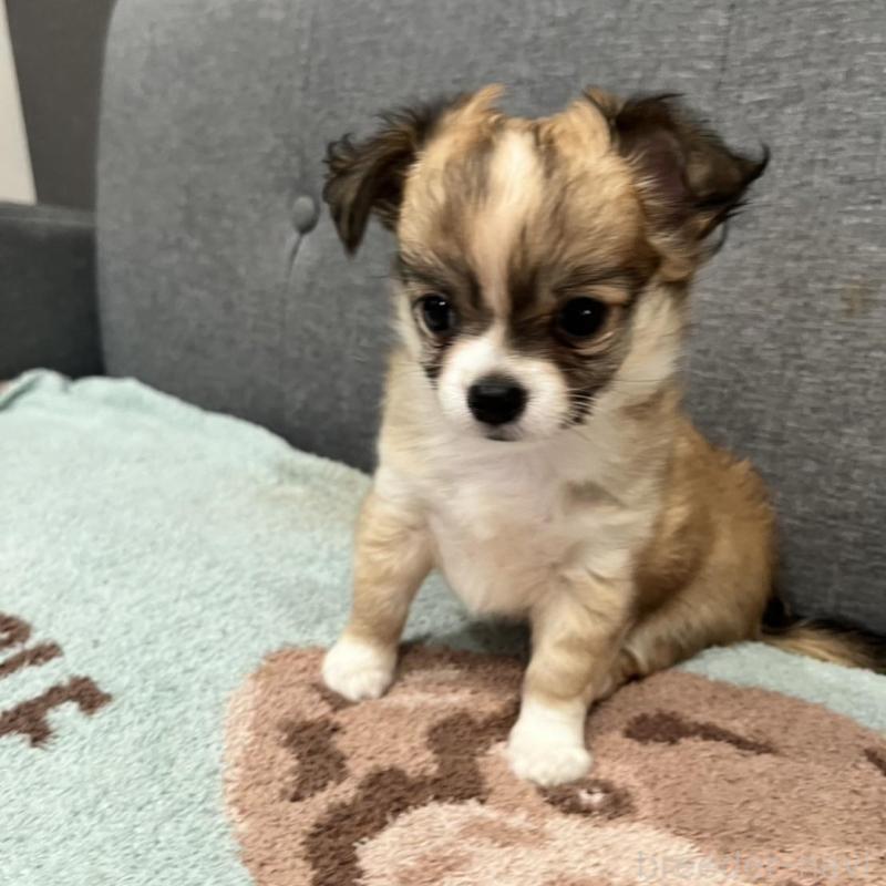 販売中の佐賀県のチワワ(ロングコート)-427181の4枚目