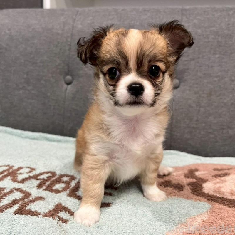 販売中の佐賀県のチワワ(ロングコート)-427181の2枚目