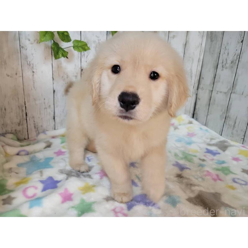 販売中の三重県のゴールデンレトリーバー-427182の5枚目