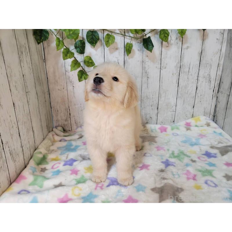 販売中の三重県のゴールデンレトリーバー-427182の3枚目