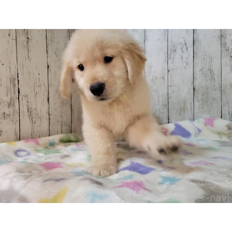 販売中の三重県のゴールデンレトリーバー-427182の2枚目