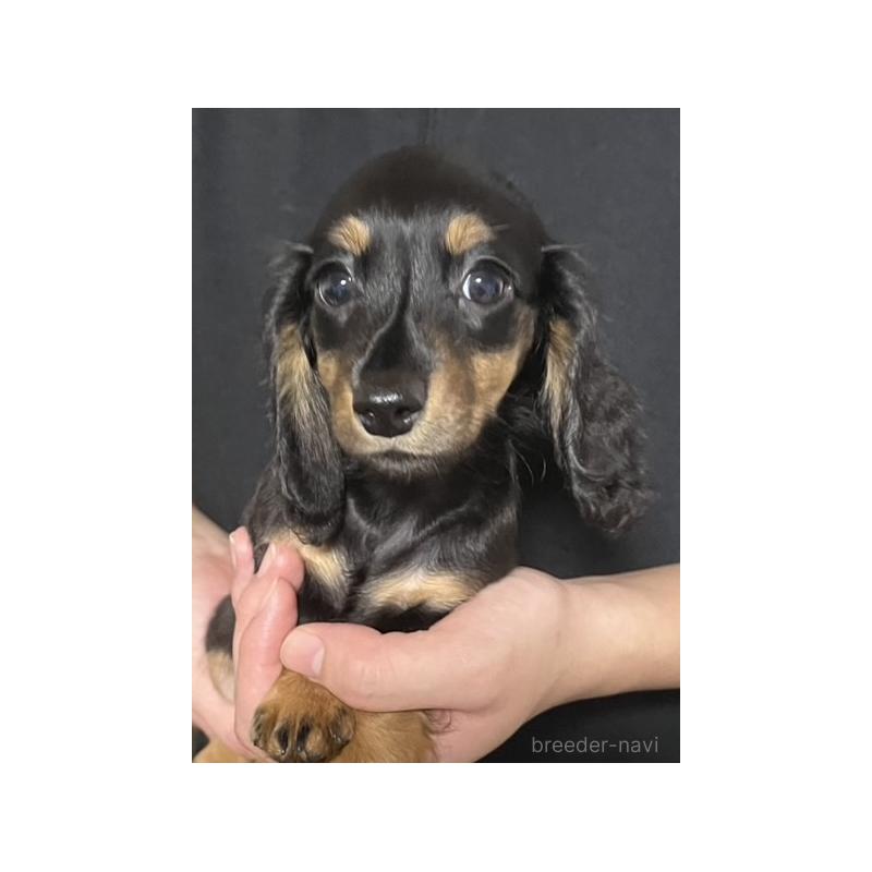 販売中の岩手県のミニチュアダックスフンド(ロングヘアード)-427183の4枚目