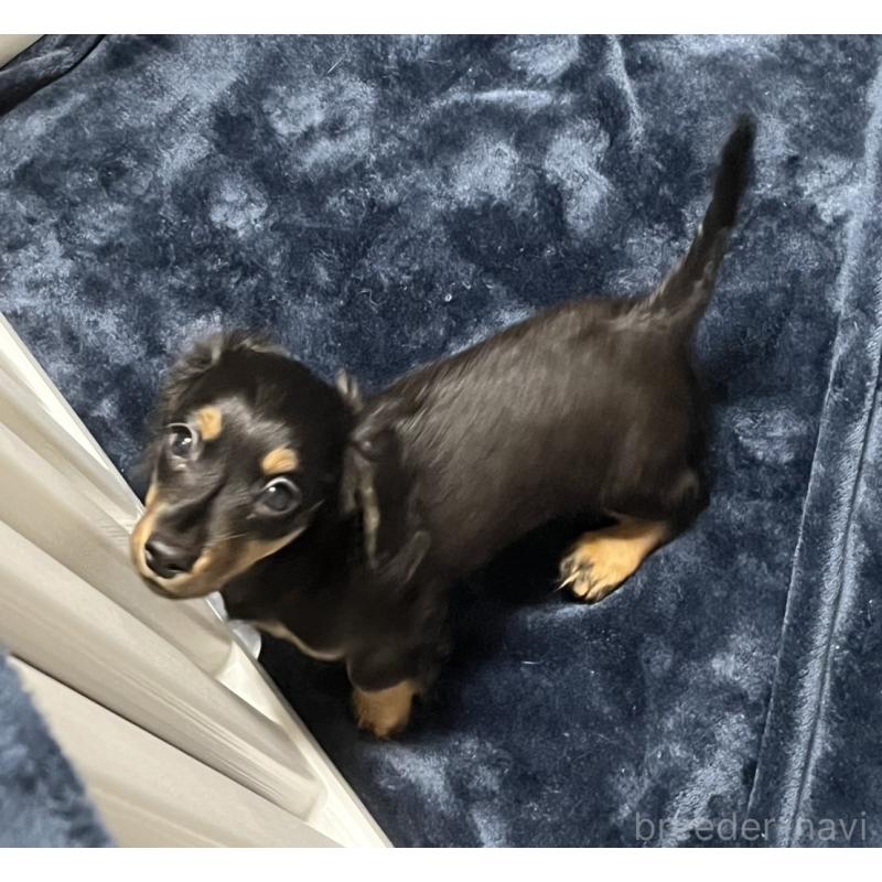 販売中の岩手県のミニチュアダックスフンド(ロングヘアード)-427183の3枚目