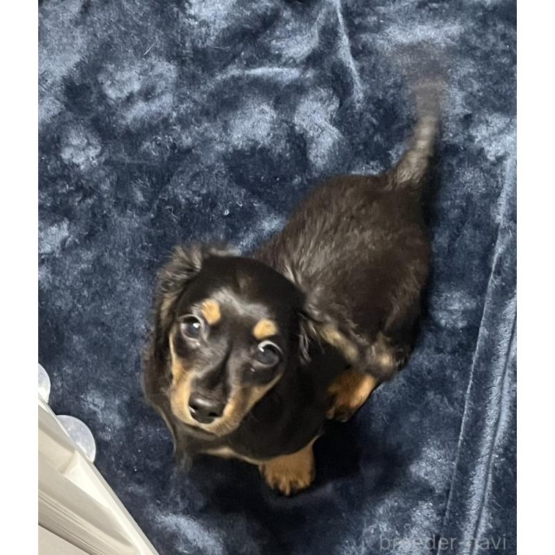 販売中の岩手県のミニチュアダックスフンド(ロングヘアード)-427183の2枚目