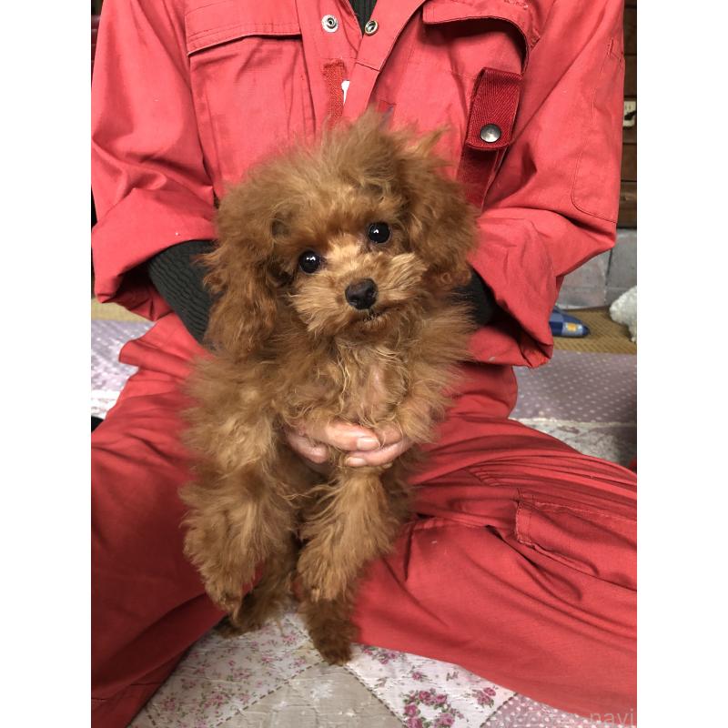 販売中の兵庫県のトイプードル-413440