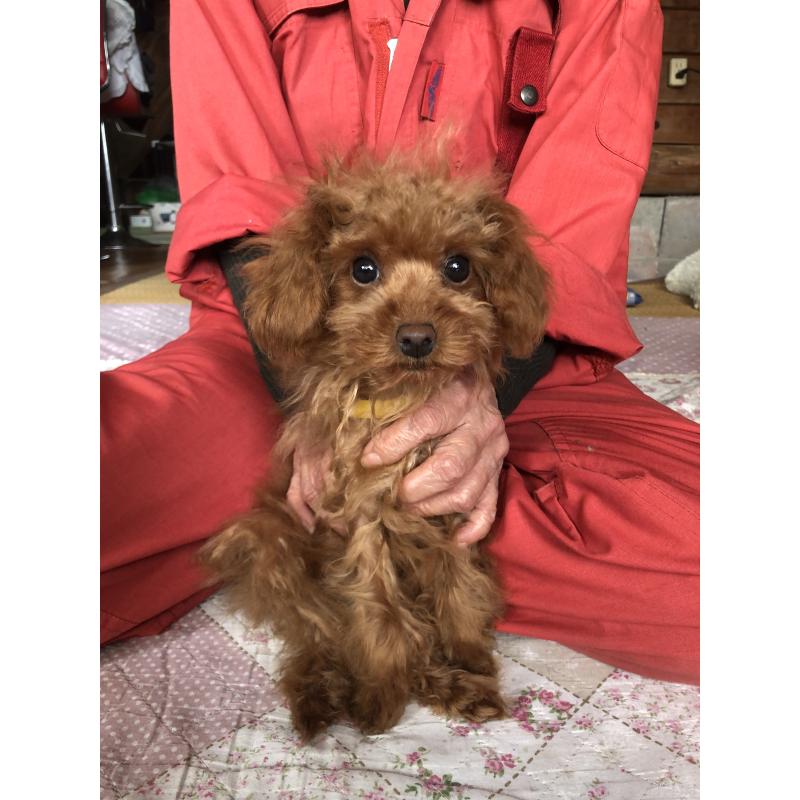 販売中の兵庫県のトイプードル-413442