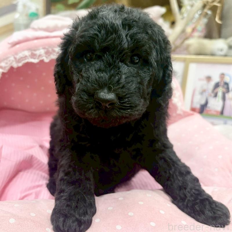 販売中の大阪府のスタンダードプードル-427184の6枚目