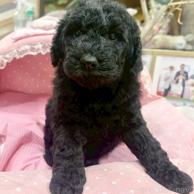 販売中の大阪府のスタンダードプードル-427184の5枚目