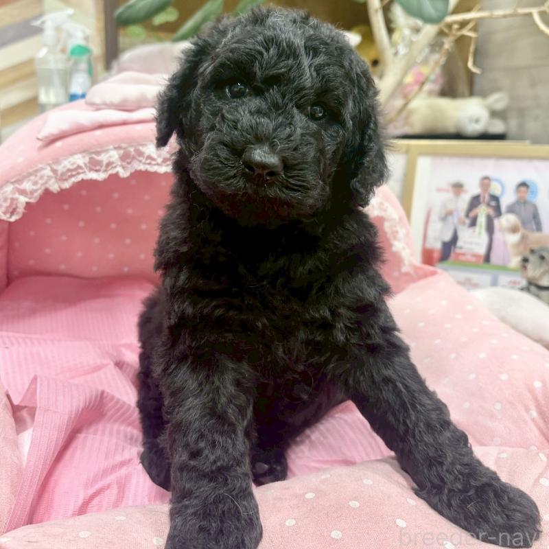 販売中の大阪府のスタンダードプードル-427184の4枚目
