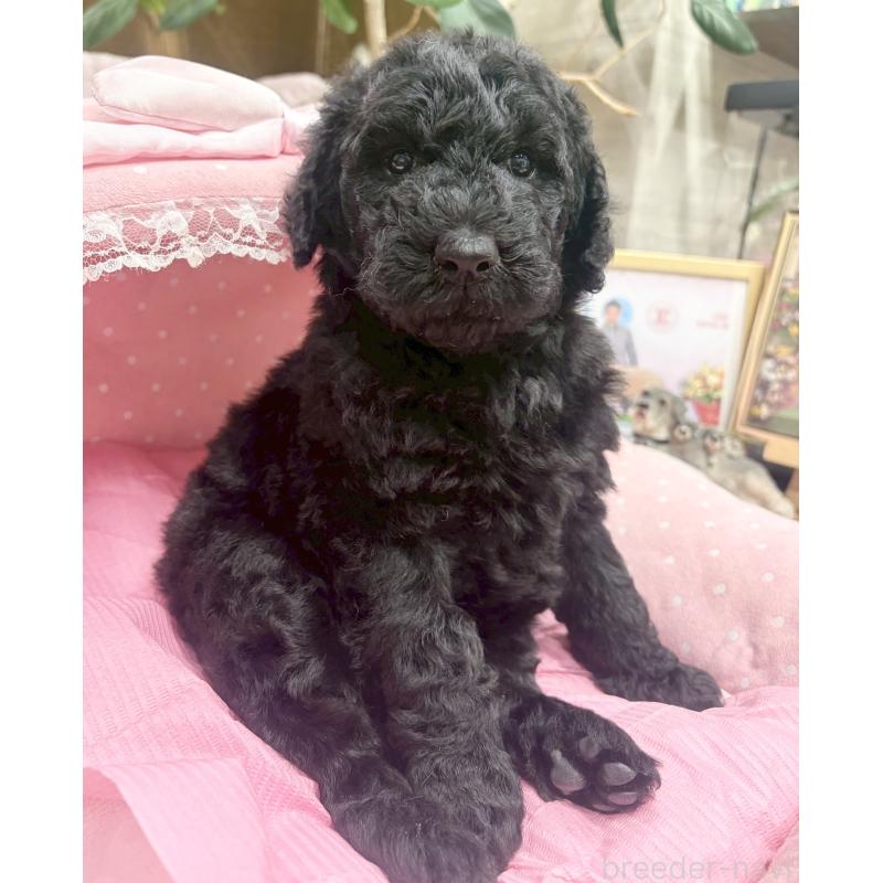 販売中の大阪府のスタンダードプードル-427184の3枚目