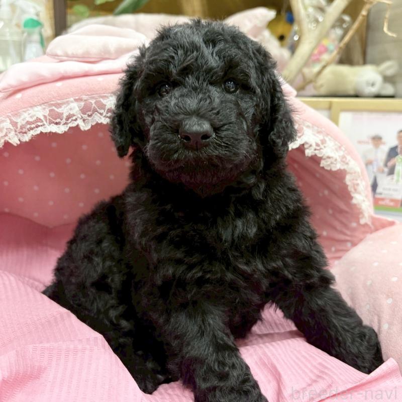 販売中の大阪府のスタンダードプードル-427184の2枚目