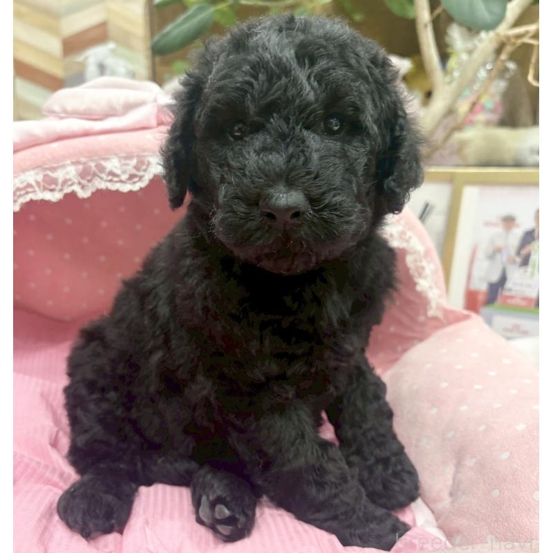 販売中の大阪府のスタンダードプードル-427184