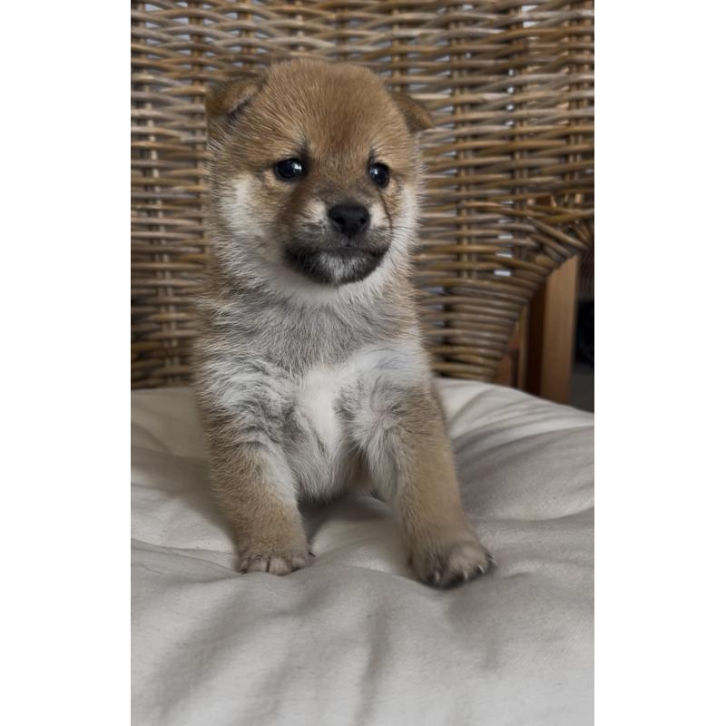 販売中の三重県の柴犬-427185の5枚目