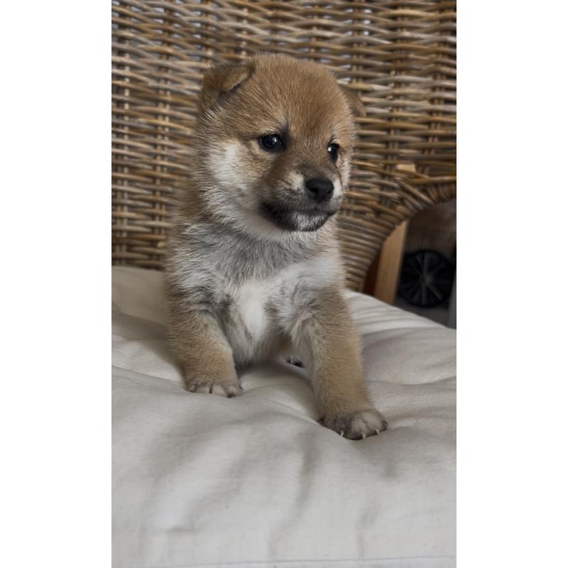 販売中の三重県の柴犬-427185の4枚目