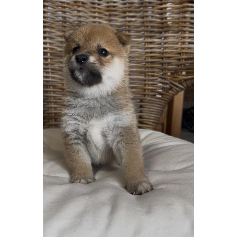 販売中の三重県の柴犬-427185の3枚目