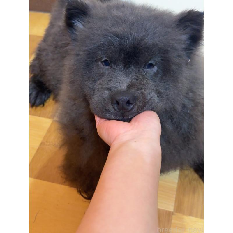 成約済の岐阜県のチャウチャウ-417856の1枚目