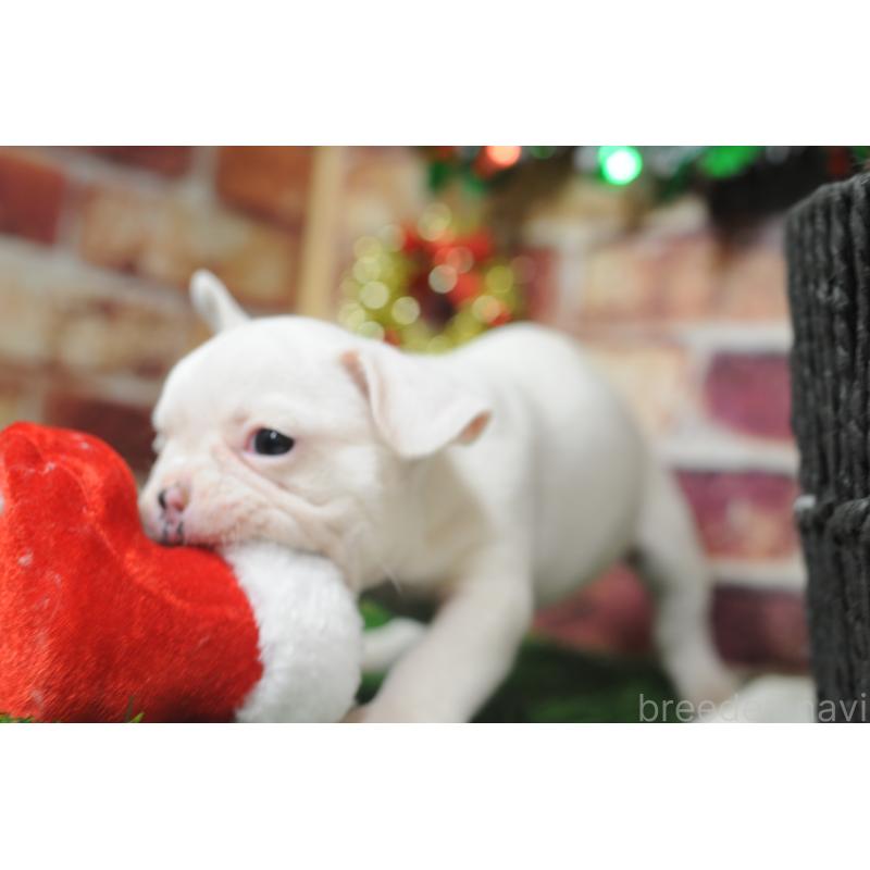 成約済の広島県のフレンチブルドッグ-426088の4枚目