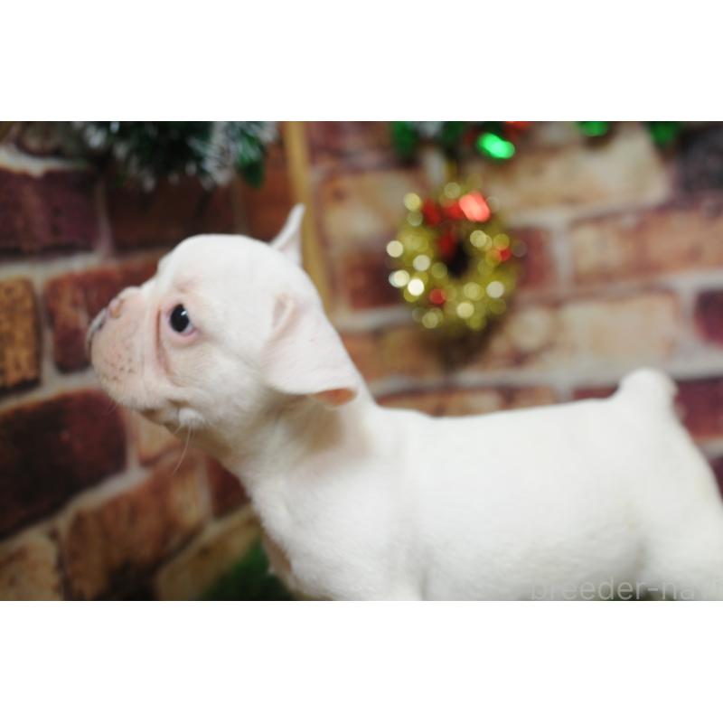 成約済の広島県のフレンチブルドッグ-426088の3枚目