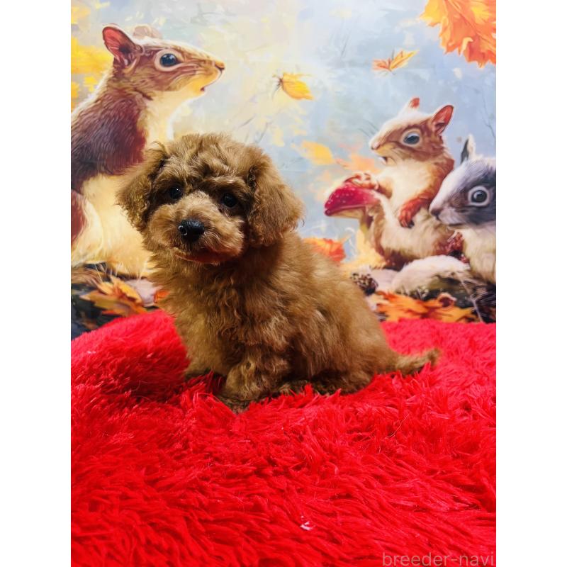 販売中の茨城県のトイプードル-427379の3枚目