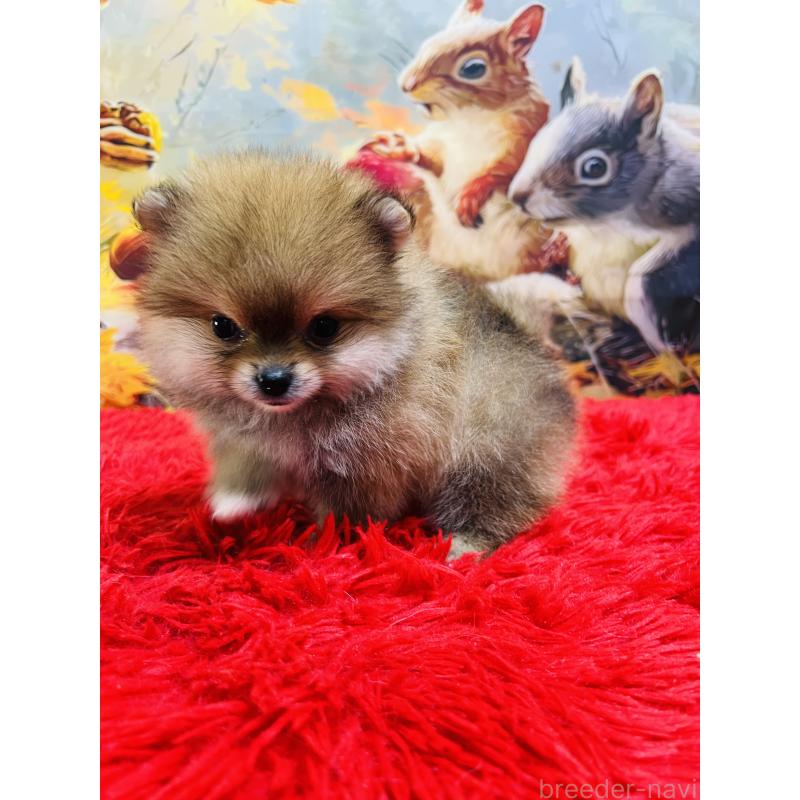 販売中の茨城県のポメラニアン-427380の3枚目