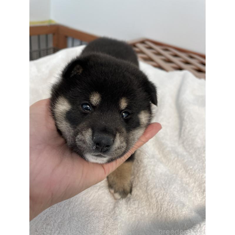 販売中の大阪府の柴犬-427381の5枚目