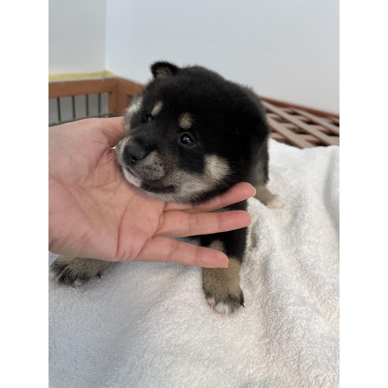 販売中の大阪府の柴犬-427381の4枚目