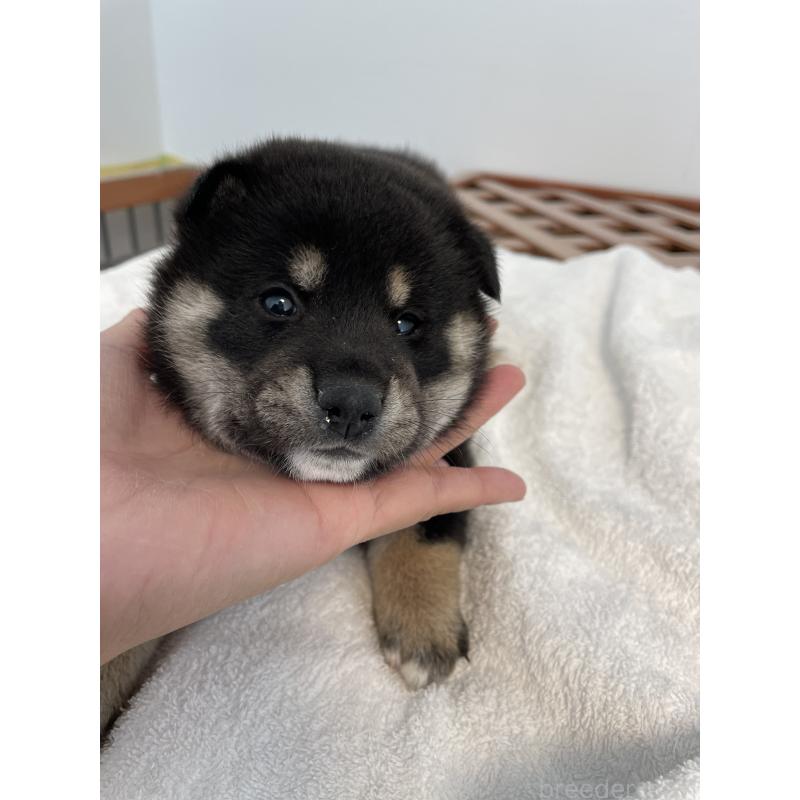 販売中の大阪府の柴犬-427381の3枚目