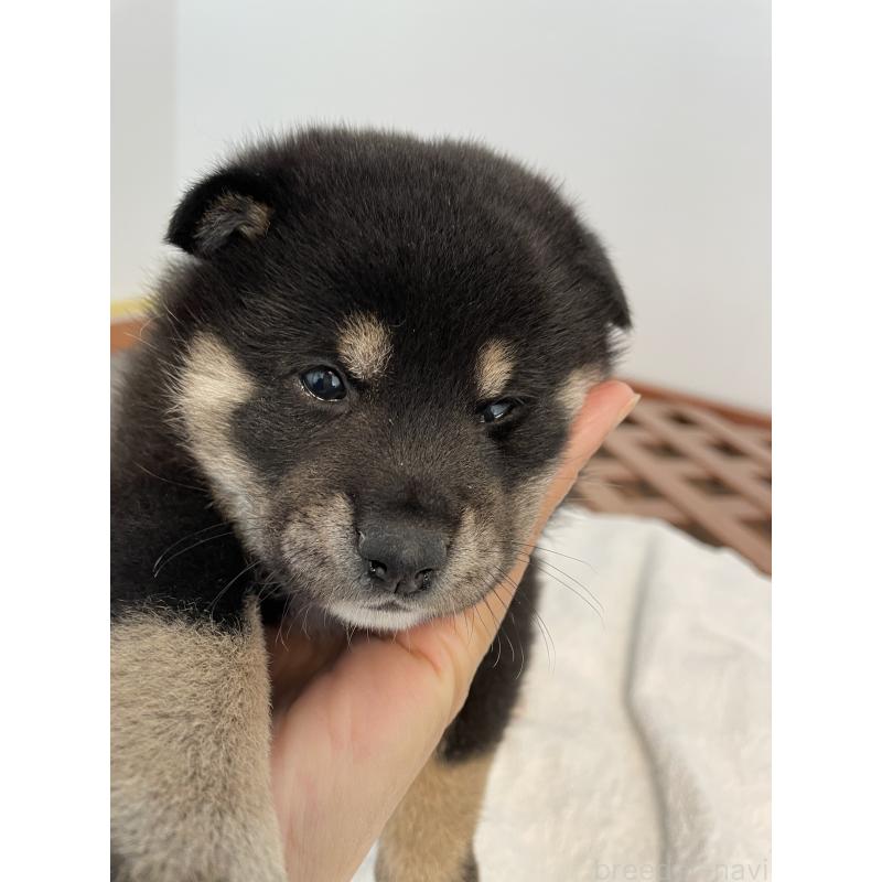 販売中の大阪府の柴犬-427381の2枚目