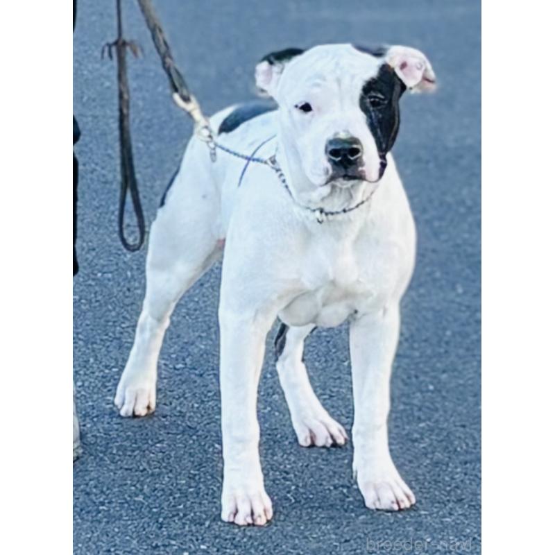 販売中の神奈川県のアメリカンピットブルテリア-390467